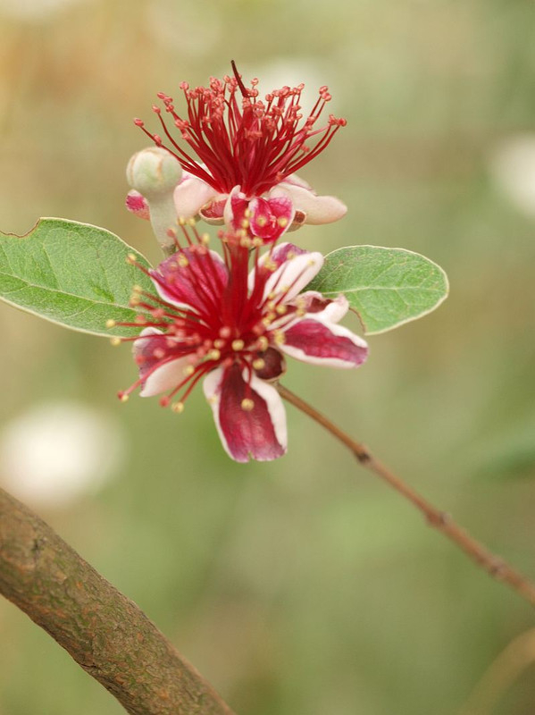 P5315924