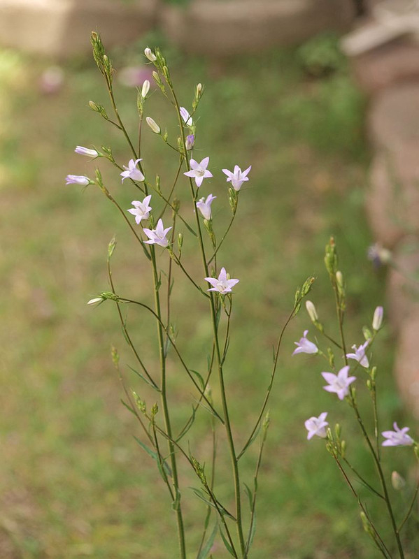 P5315955