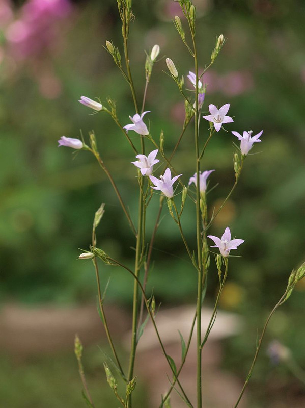 P5315956