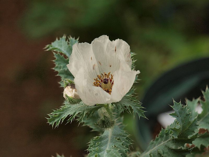 P6036405