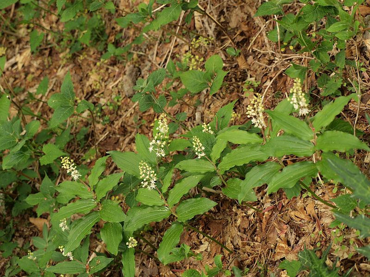 P5265543yukizasa_takusann