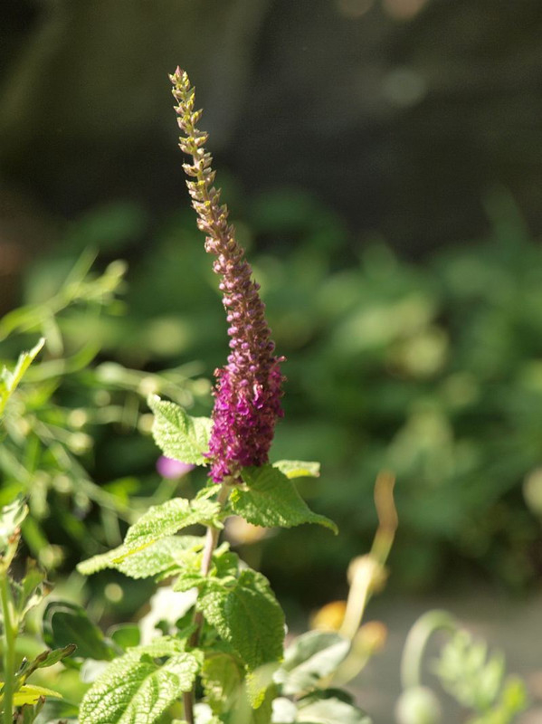 P6046449