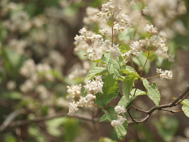 P5255184humeinoutugi