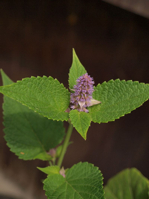 P6056715