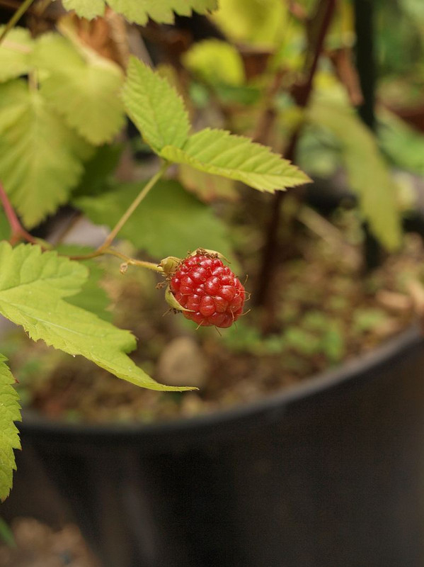 P6056717