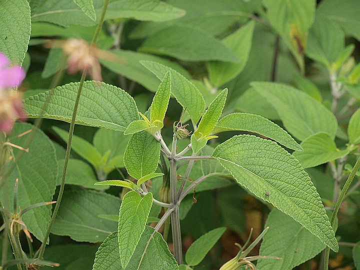 P6066730