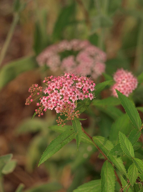 P6066734