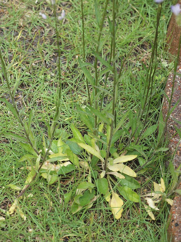 P6076773