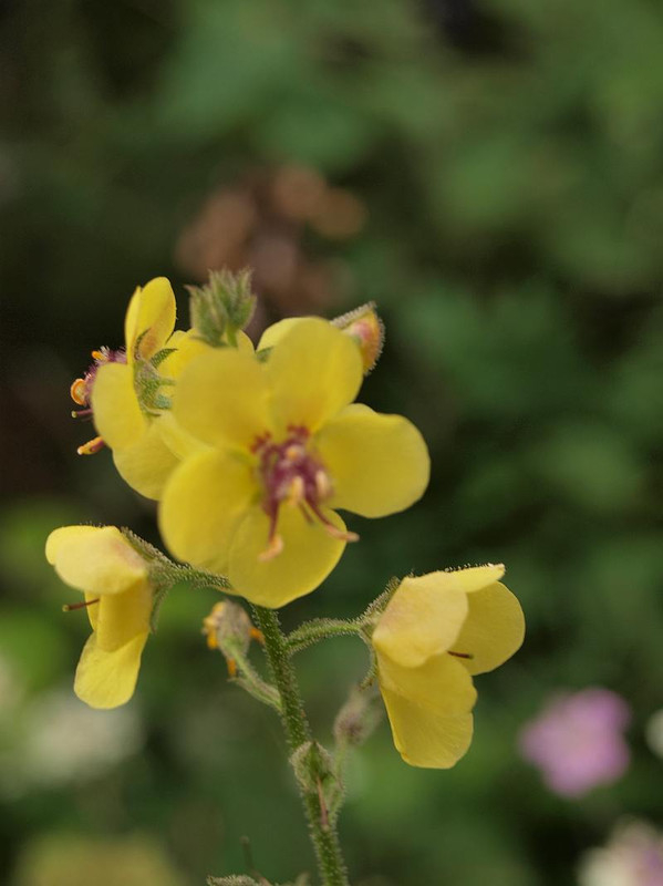 P6097153esasisou