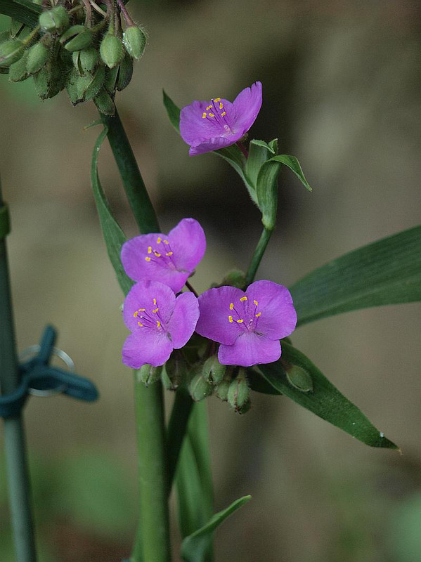 P6147227