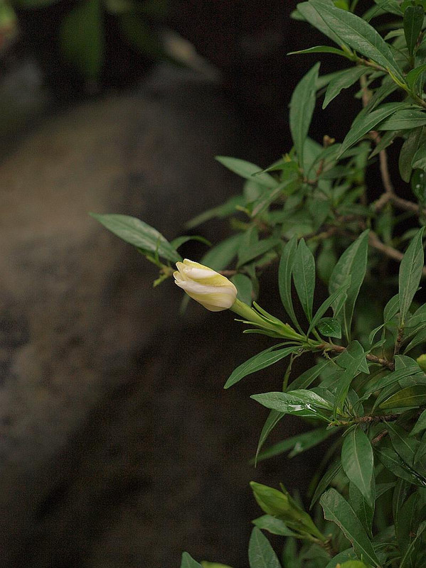 P6167267