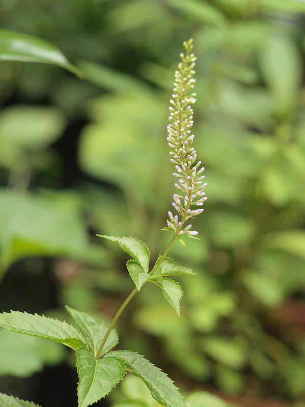 P6187562