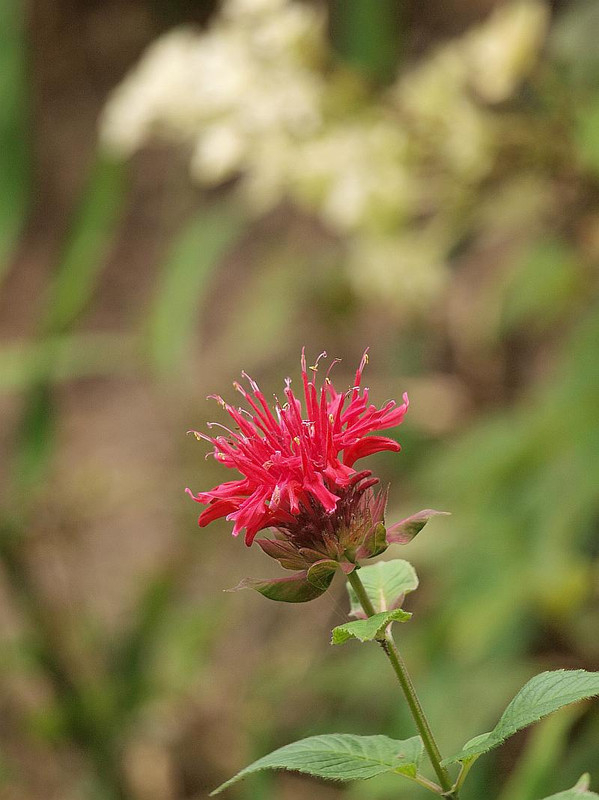 P6187564