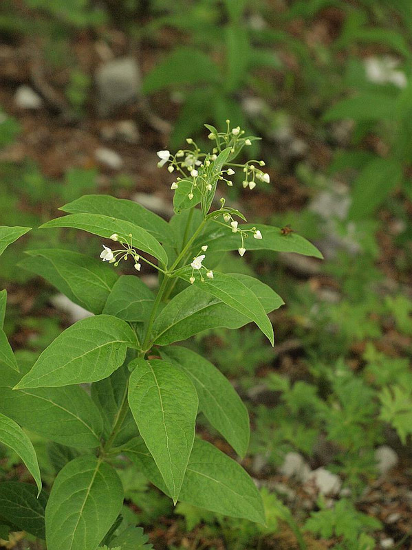 P6086983kusatatibana