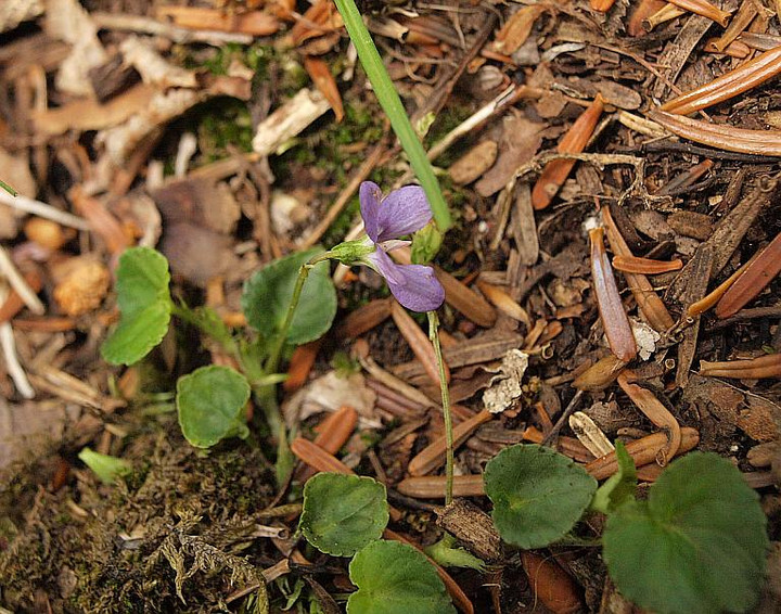 P6086993tatitubosumire