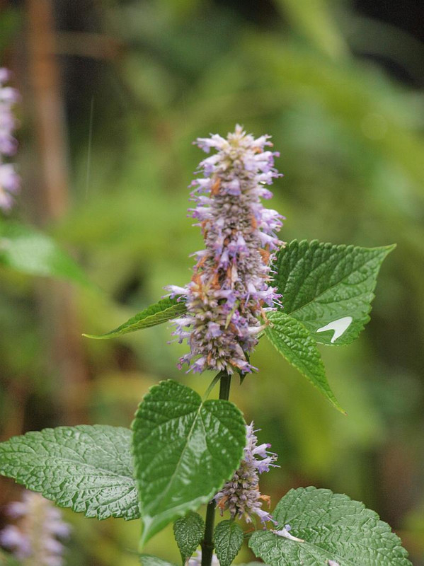 P6207599