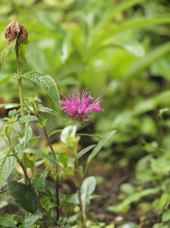 P6207605