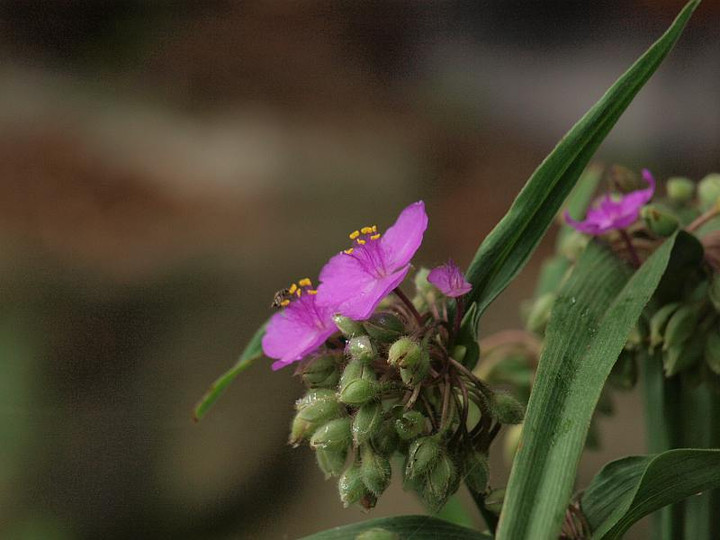 P6237693
