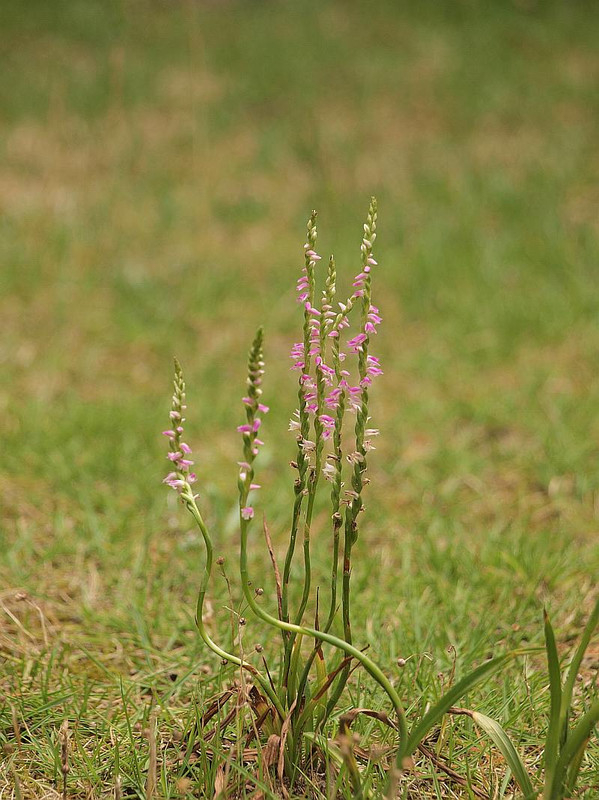 P6247732