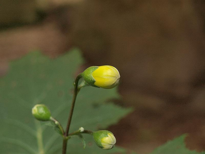 P6257748