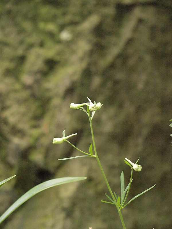 P6287835