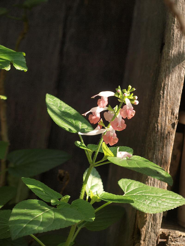 P6297876