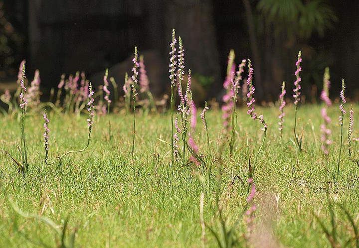 P6297883nejibana_bi