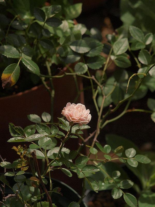 P7018263