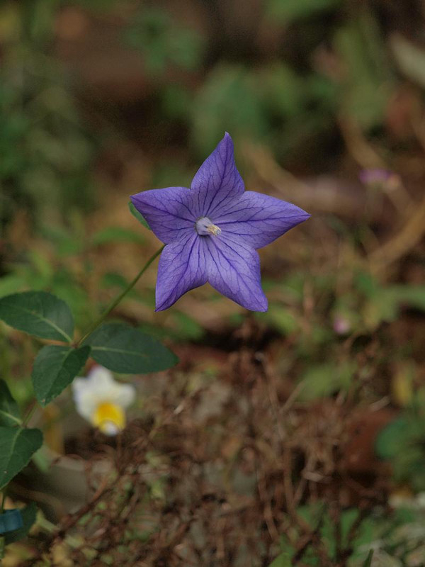 P7028296