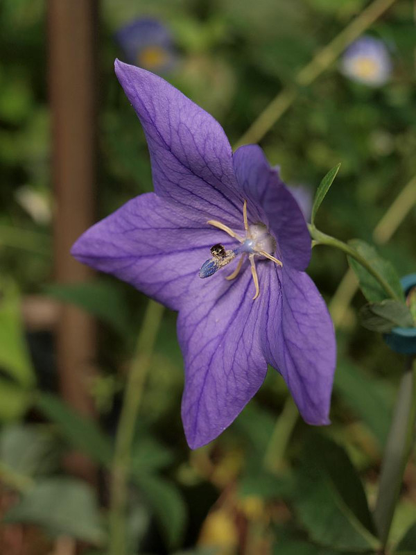 P7038336