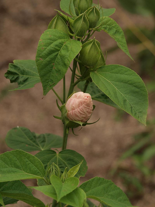 P7038364
