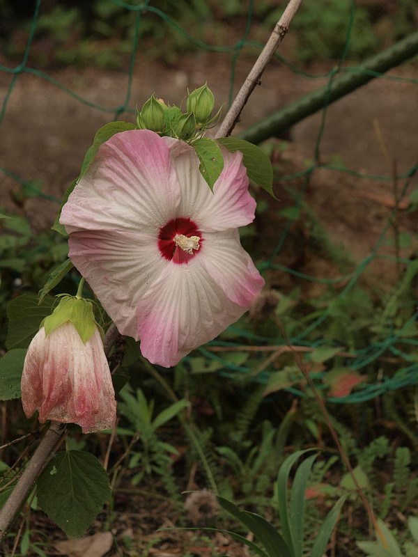P7058417