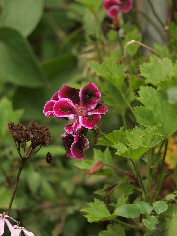 P7058426