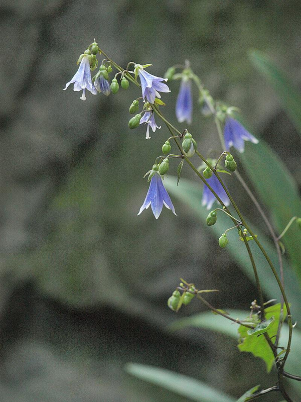 P7098596