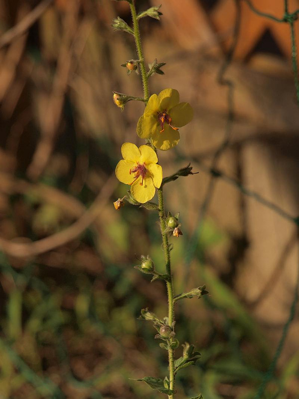 P7098603