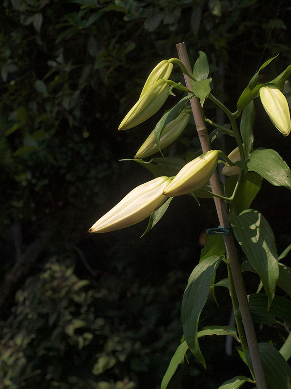 P7098624