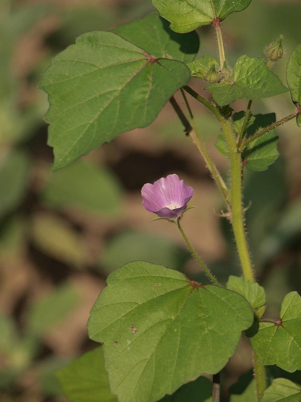 P7128725