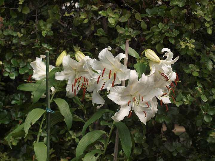 P7138797