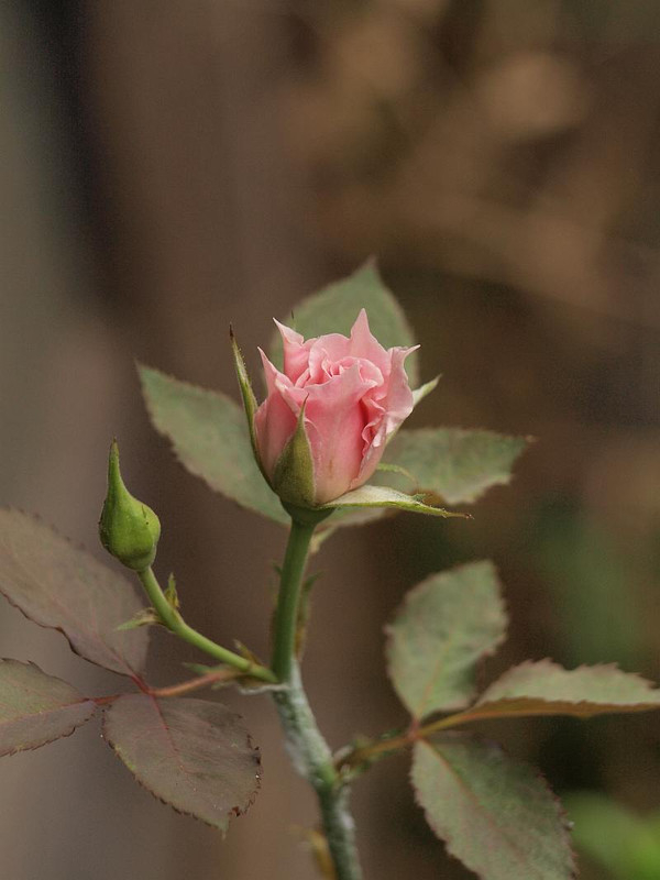 P7158846