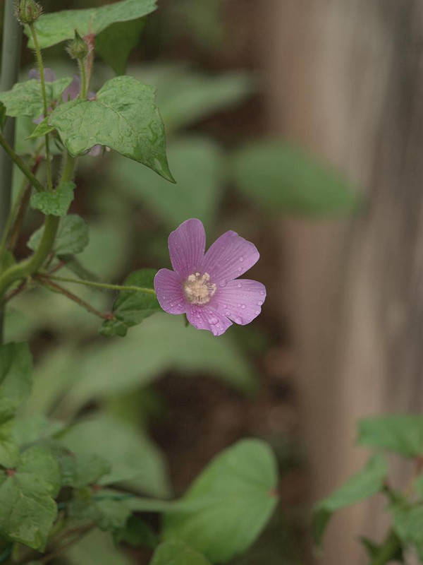 P7158855