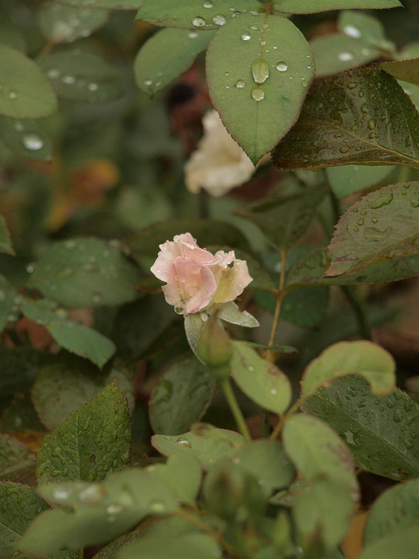 P7158858