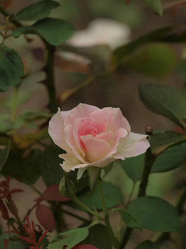 P7210304