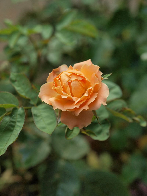 P7210318