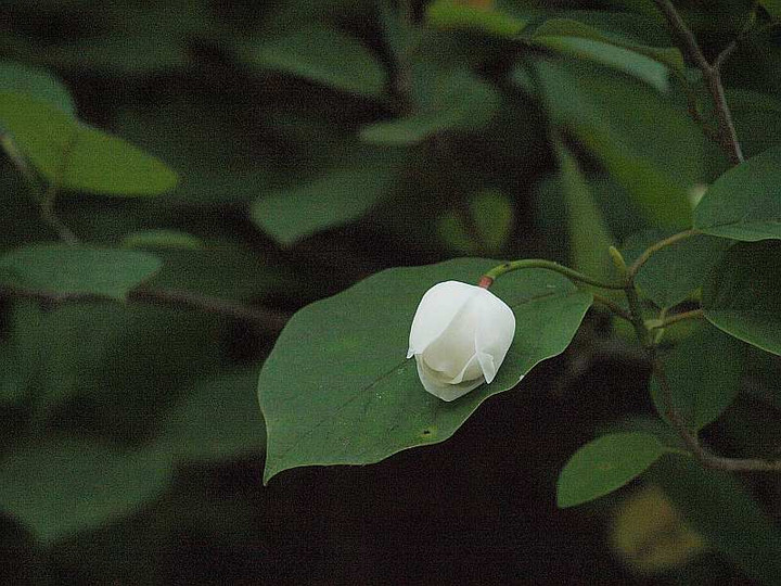 P7179026ooyamarennge_tubomi