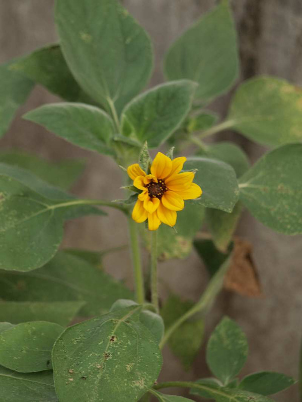 P7240361