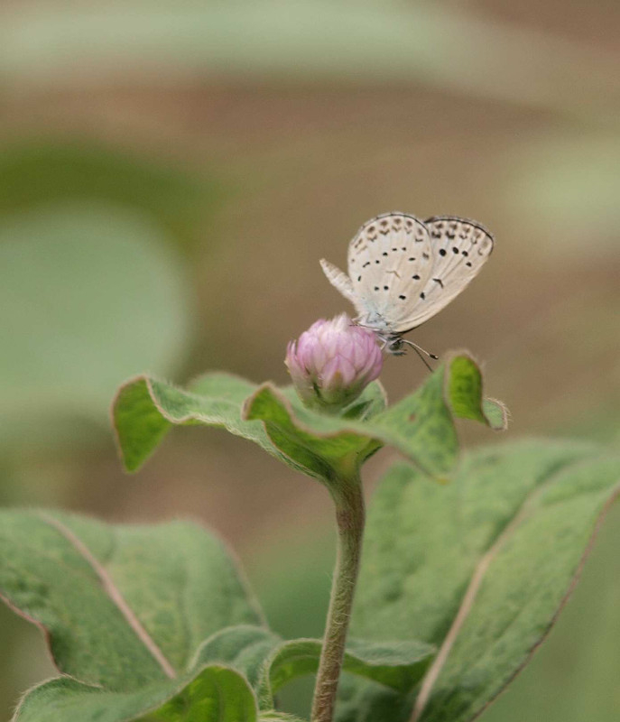 P7240365