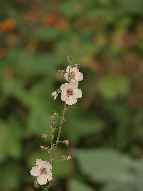 P7240367