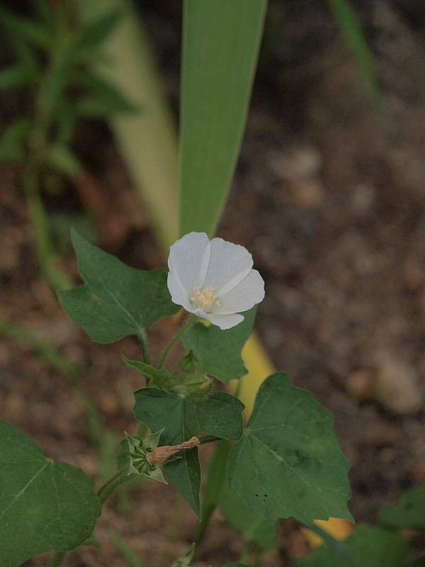 P7240368
