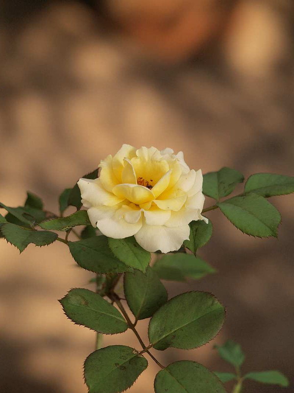 P7250370