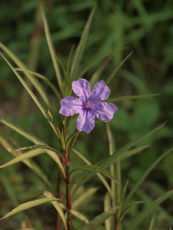 P7250372